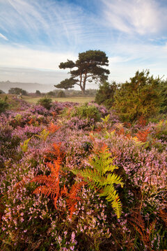 Scots Pine Tree surrounded by Ferns and heather at sunrise, Bratley View viewpoint, New Forest, Hampshire, England, UK