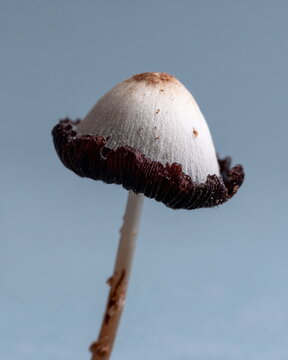 Close-up of a slender inkcap mushroom with pale cap and dark curling gills, isolated against a soft blue background