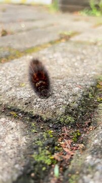 Small Brown Catepillar