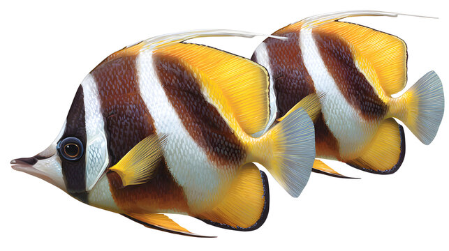 Ultra realistic HD school of bannerfish colorful fins, isolated on white background