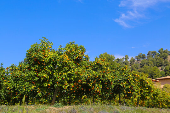 Abundant orange trees laden with ripe fruit under a clear blue sky in a sunny orchard