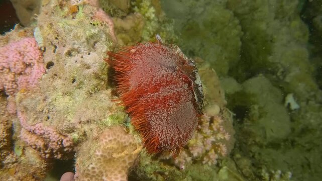 Macro footage of sea urchin with radiating spines resting on sandy ocean floor, part of diverse marine ecosystem.