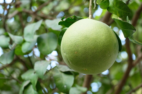 One pomelo on the tree, fruit and vegetable background, organic fruit.