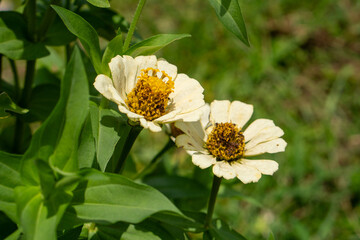 Obraz premium Two white zinnia flowers in a field background. Close-up of two zinnia flowers.