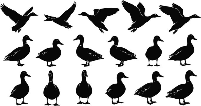 Set of Duck Silhouettes Including Flying Mallards and Standing Waterfowl Figures for Hunting Logos Nature Design and Wildlife Vector Illustration Assets