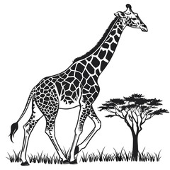 giraffe in the grass