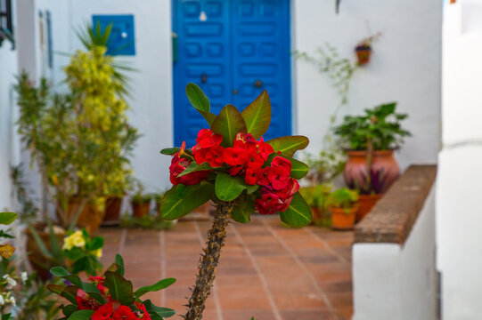 Vibrant red crown of thorns flowers bloom in a sunlit courtyard with a blue door