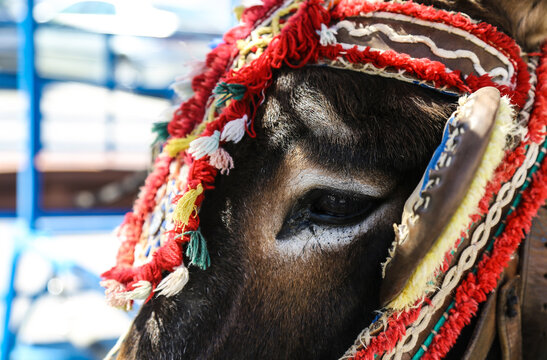 Close-up of a donkey's eye adorned with colorful, traditional tassels and headwear
