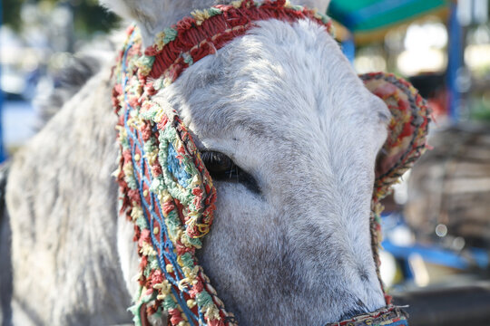 Close-up of a donkey's face adorned with a colorful, woven bridle and headpiece