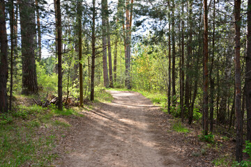Fototapeta premium Sunlit Dirt Path Winding Through a Green spruce Forest no people