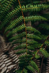 Green fern leaf in forest sunlight