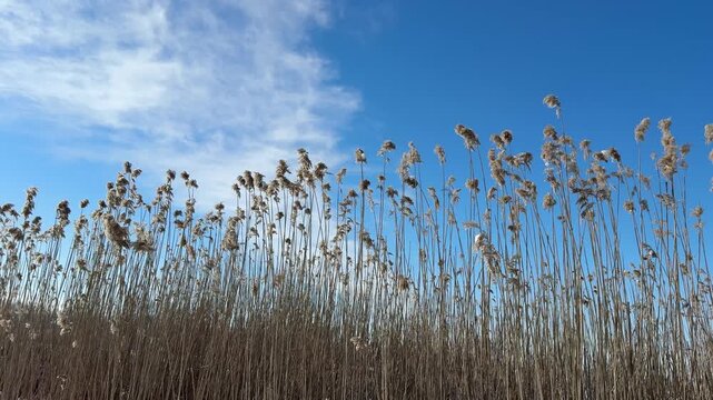 Wind blowing through the reeds and beautiful blue sky with clouds.