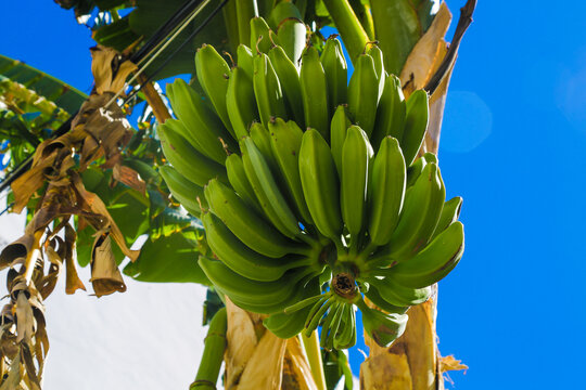 Bunch of unripe green bananas hanging from a tree against a bright blue sky