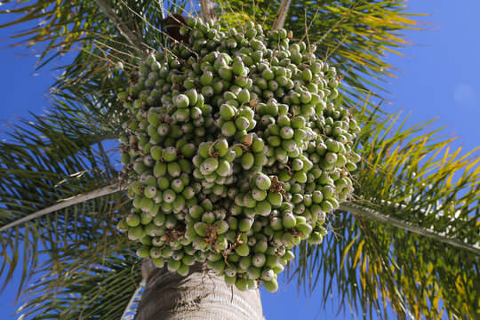 Close-up of a cluster of unripe green palm fruits hanging from a tropical tree