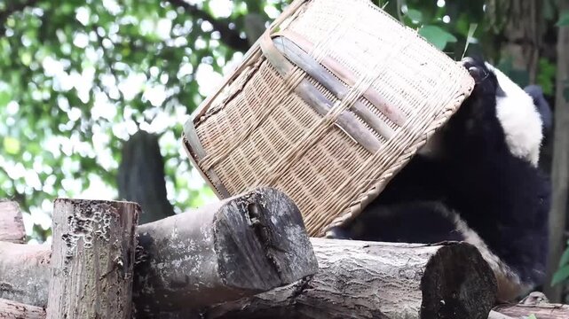 Little panda, Jin Rui, playing Bamboo basket, Chengdu , China