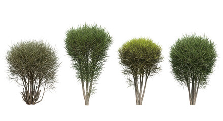 Fototapeta premium Four different green trees with unique foliage on transparent background