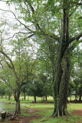 Obraz premium Lakeside park trees over lawn with calm water view. Shaded waterfront greenspace for leisure branding. Outdoor picnic area beside reservoir in soft daylight. 
