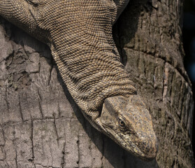 Majestic Monitor Lizard Close-Up on the Tree Bark High Detail Wildlife Texture Background © Angshuman
