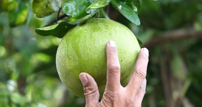 The farmer is inspecting the pomelos on the tree, the fruit covered in raindrops.