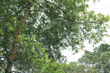 Fototapeta premium Green treetop framing soft white sky for minimal copy area. Clean sky backdrop with leafy crown for branding layouts. Treetop silhouette against pale clouds for web banners. 