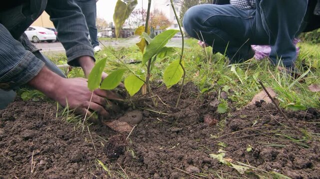 close-up seedling dirt concept reforestation environmental soil sapling background 4k