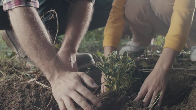 close-up seedling dirt concept reforestation environmental soil sapling background 4k
