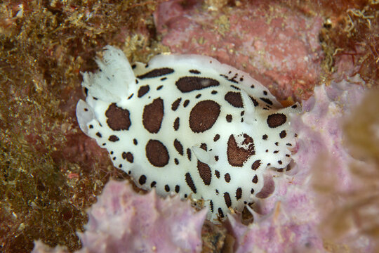 Marine Leopard: A Dotted Sea Slug (Peltodoris atromaculata) on its host sponge, Tamariu, Spain
