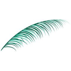 Exotic palm frond, lush green, tropical plant, nature element, summer decoration, isolated on transparency.