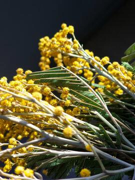 A close-up photo of bright yellow mimosa flower branches with leafs against dark background