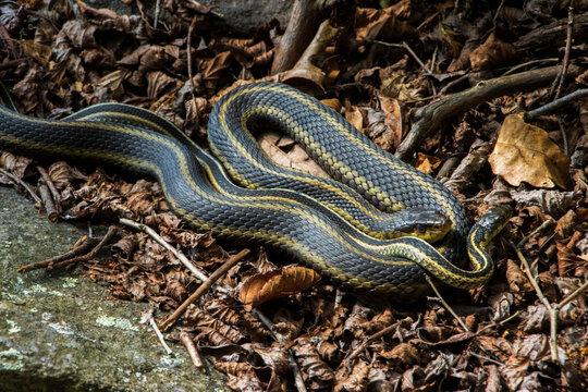garter snakes mating on the dry old leaf litter on sunny day