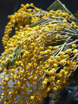 A close-up photo of bright yellow mimosa flower branches in full bloom against dark background