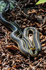Obraz premium garter snakes mating on the dry old leaf litter on sunny day
