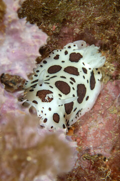 Mediterranean Dalmatian &ndash; Peltodoris atromaculata on Reef