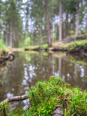 Obraz premium Close-up of fresh growth of Haircap Moss (Polytrichum) on a log with soft focus forest and water in the background at Sulfner Pond in South Tyrol, Italy