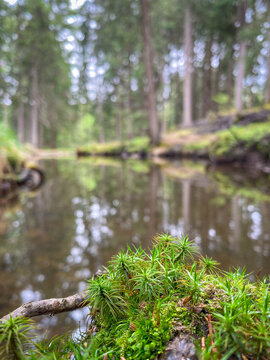 Close-up of fresh growth of Haircap Moss (Polytrichum) on a log with soft focus forest and water in the background at Sulfner Pond in South Tyrol, Italy