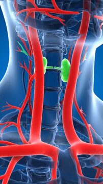 Detailed 3D Medical Animation of Human Neck Anatomy with Arteries and Lymph Nodes.