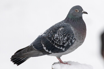 Fototapeta premium Calm pigeon balances on a snowy perch in open winter light. Fine feather patterns and a focused gaze show the hardy spirit of a city bird resting as the cold air turns the background bright