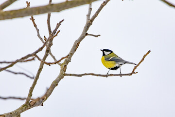 A great tit stands poised on a simple winter twig with pale sky behind. Clean lines and open space highlight the graceful profile and vivid colors. Minimal woodland elegance in cold air. © Oleh