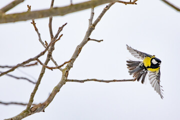 A great tit bursts from a twig with wings spread wide. Feathers fan in crisp winter air as the small bird lifts away. Freedom energy and delicate power define this bright woodland moment. © Oleh
