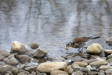 Obraz premium Bird pecks at water by a quiet stream among smooth stones as ripples spread. A speckled thrush searches for food on a cold day beside the shallow creek and listens for small life.
