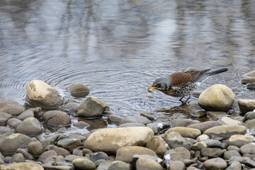 Obraz premium Bird near a rippling pool holds a morsel in its bill while standing on wet pebbles. The speckled fieldfare patrols the shoreline on a chilly morning and feeds beside clear water.