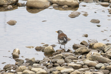 Rear view of a thrush stepping toward open water between smooth rocks. The bird glances back as it leaves the stony shore and continues its foraging route downstream.