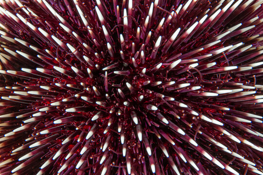 Natural Pattern: Abstract macro of the spines of a Violet Sea Urchin (Sphaerechinus granularis), Tamariu, Spain