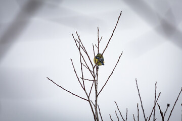 A small tit perches high on a bare twig against a pale winter sky. The open space and simple lines create a quiet moment where the watchful bird surveys the calm surroundings © Oleh