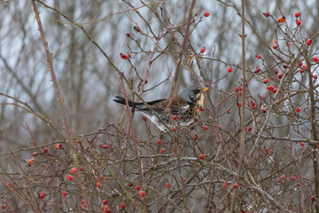 Among thorny canes a cautious thrush pauses beside bright rosehips as gray woods fade into the distance. Feathers and berries share the frame and suggest patient foraging in winter