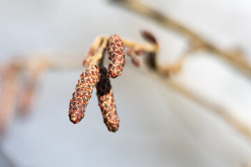 Fototapeta premium Rust toned catkins hang like beads from a winter twig. Their tiny scales and gentle sway hint at the coming season as quiet light reveals the simple rhythm of growth and rest