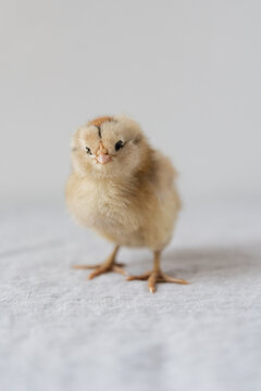 A freshly hatched baby chick on a white background 