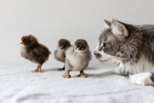 A curious kitty sniffing a baby chick.