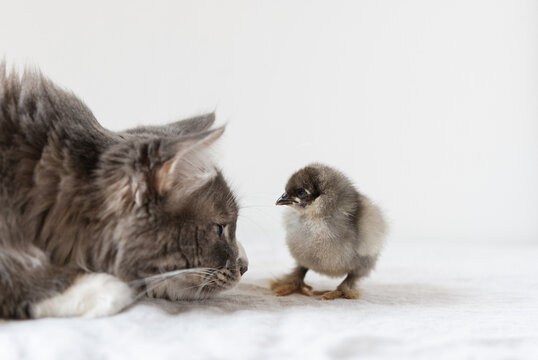 A curious kitty sniffing a baby chick.