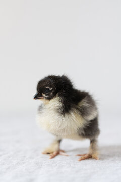 A freshly hatched baby chick on a white background 